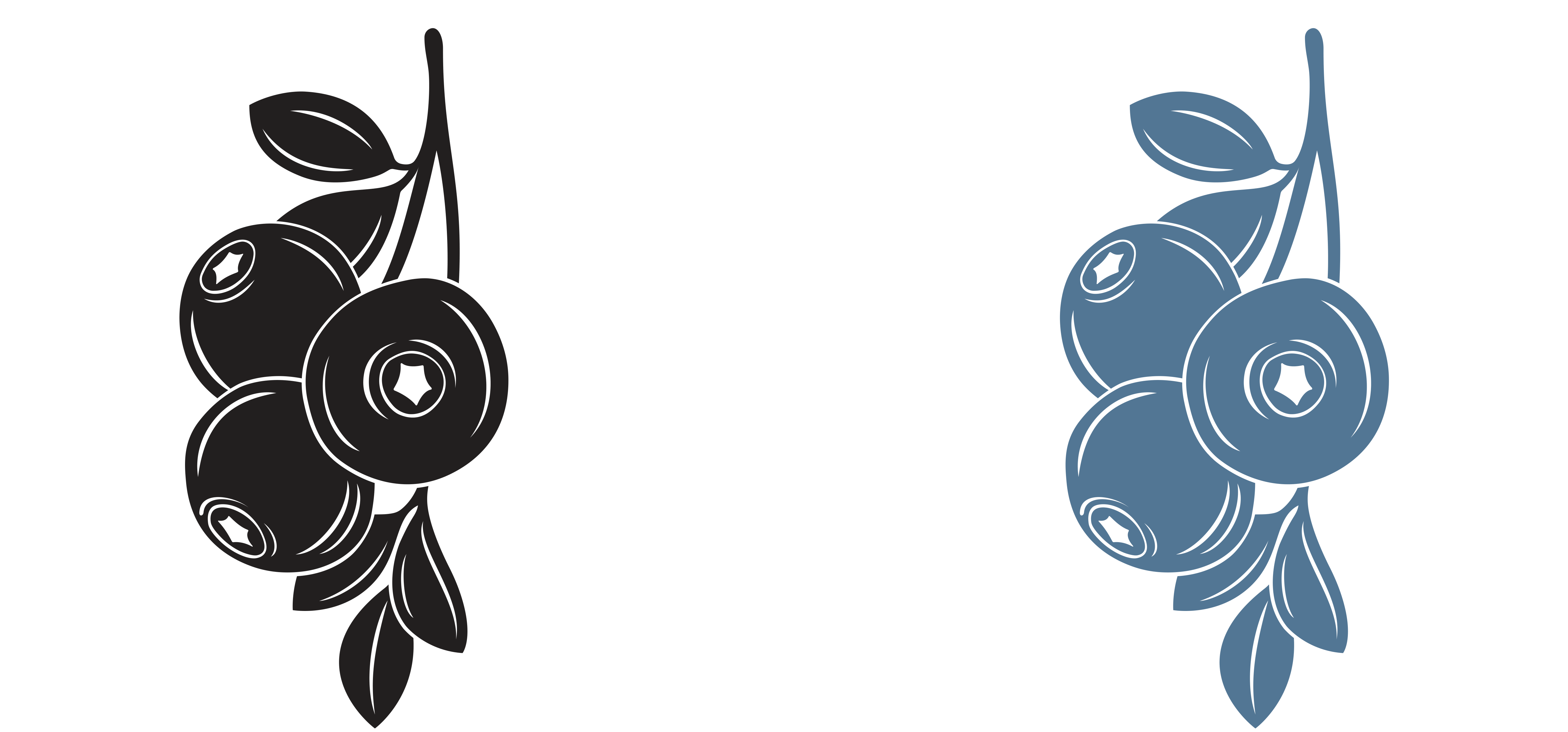 Graphic of two clusters of mountain huckleberries, one black one blue